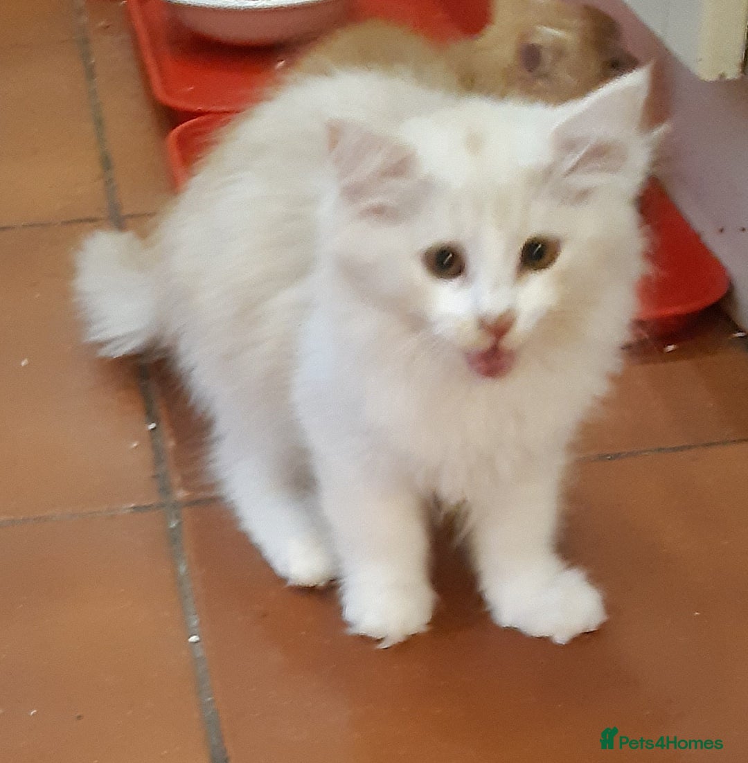 Siberian cats for sale: Three Beautiful Blond Siberian Kittens - Image 8
