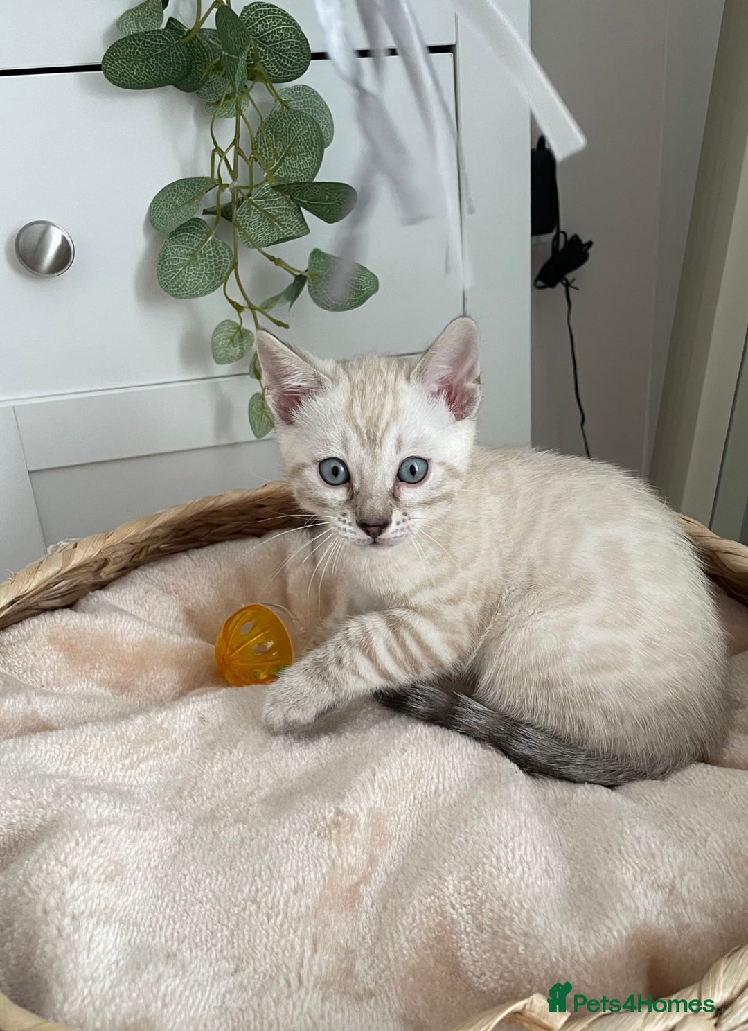 Bengal cats for sale: 🎉Tica Pedigree Stunning Little Leopards🎉  - Image 6