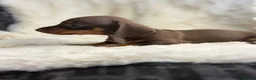 Miniature Dachshund dogs for sale: Beautiful dachshund puppies  - Advert 8