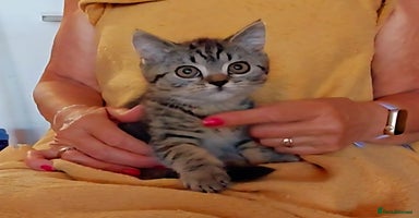 British Shorthair cats - Advert 13