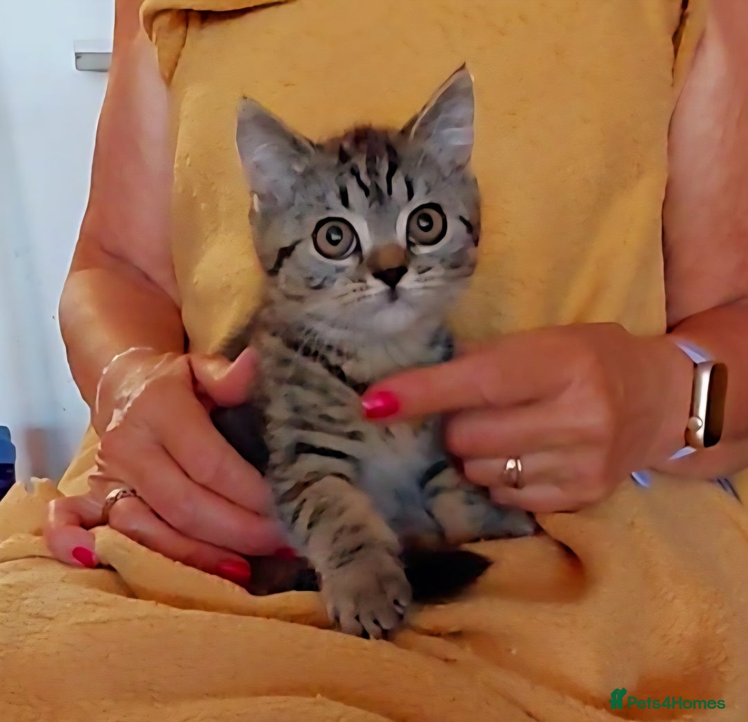 British Shorthair cats for sale: Beautiful british shorthair kittens - Image 3