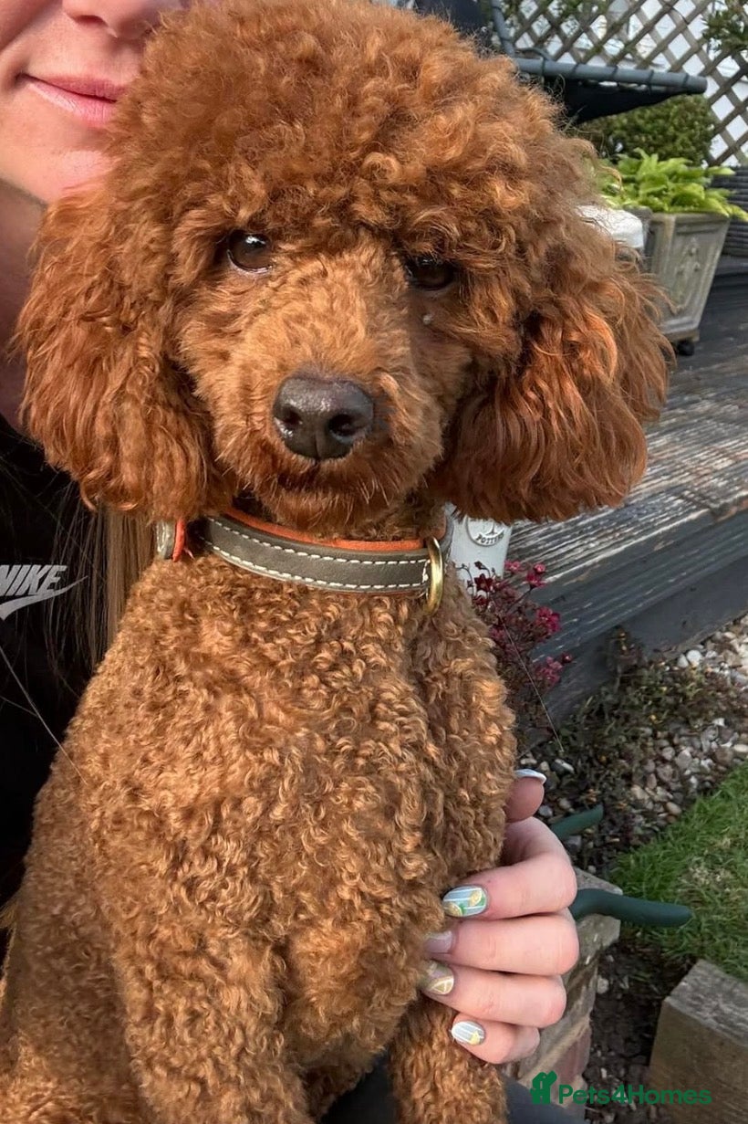 Miniature Poodle dogs William of Worcestershire non-fading poodle - Advert 1