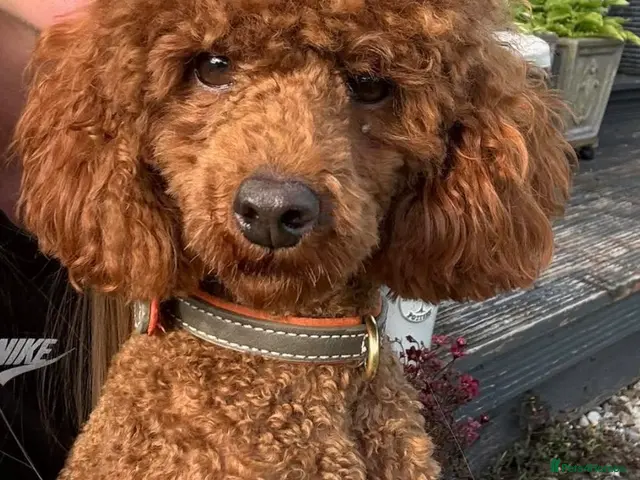 Miniature Poodle dogs for stud: William of Worcestershire non-fading poodle - Advert 1