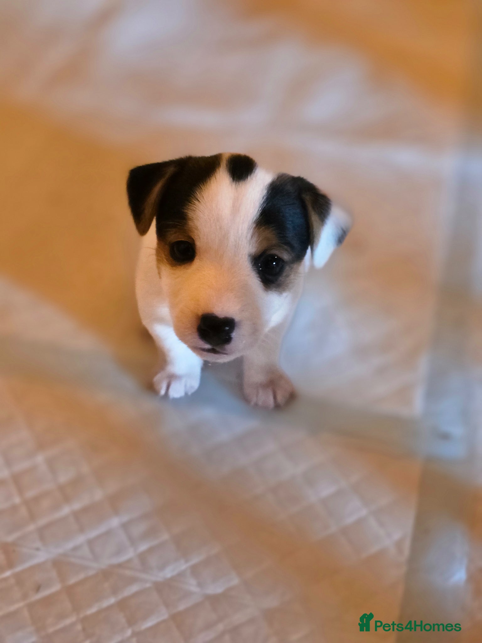 Jack Russell dogs Mini jack russel pups ready 13 june deposit secure - Advert 11