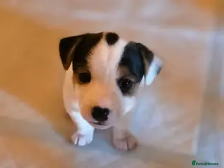 Jack Russell dogs Mini jack russel pups ready 13 june deposit secure - Advert 11