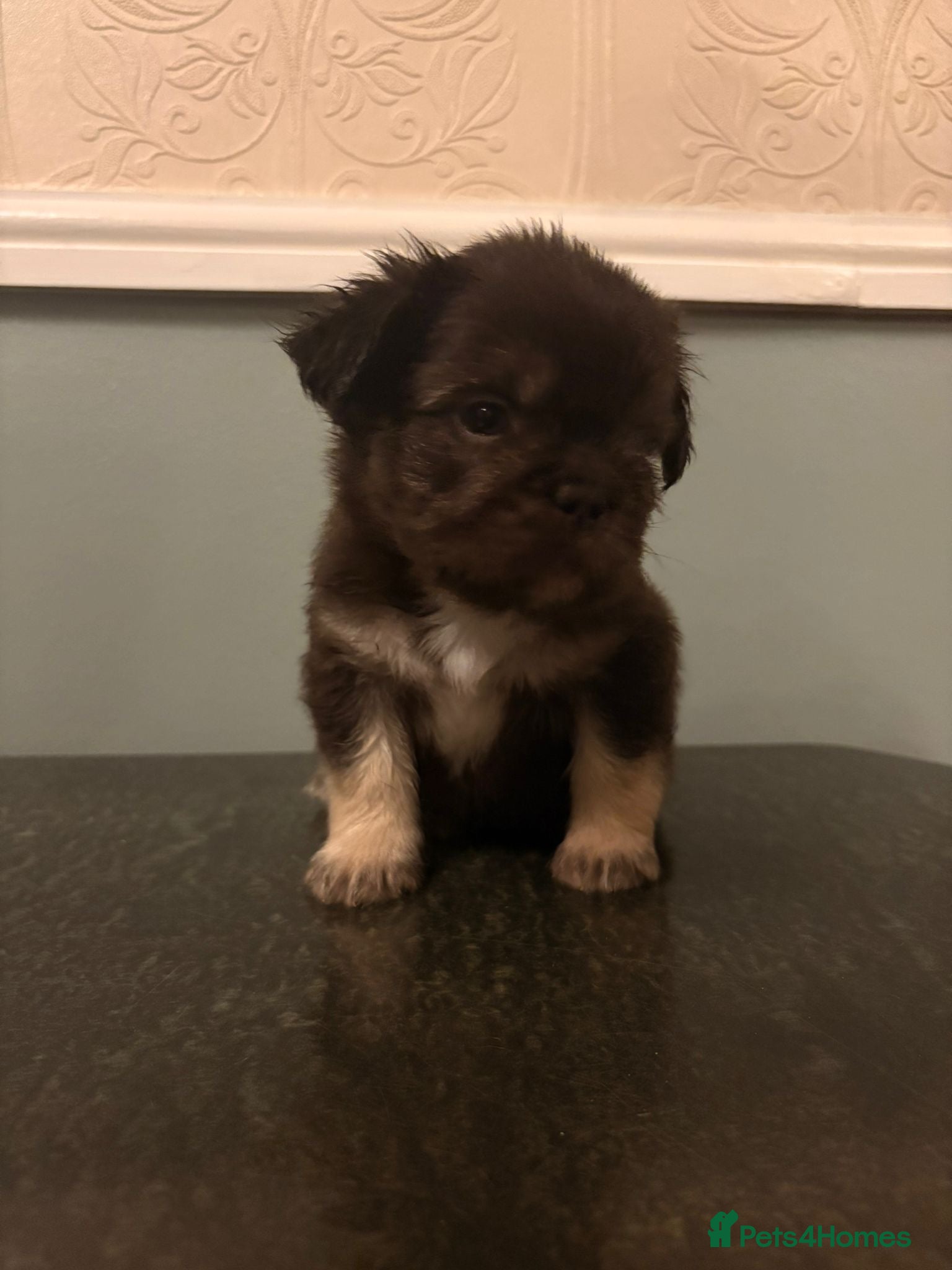 French Bulldog dogs LAST PUP Stunning French bulldog puppies - Advert 20