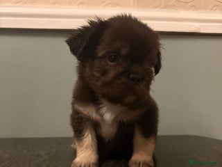 French Bulldog dogs Stunning French bulldog puppies - Advert 1