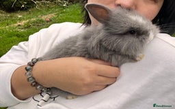 Angora rabbits for sale: Rabbits for adoption - Urgent - Image 5
