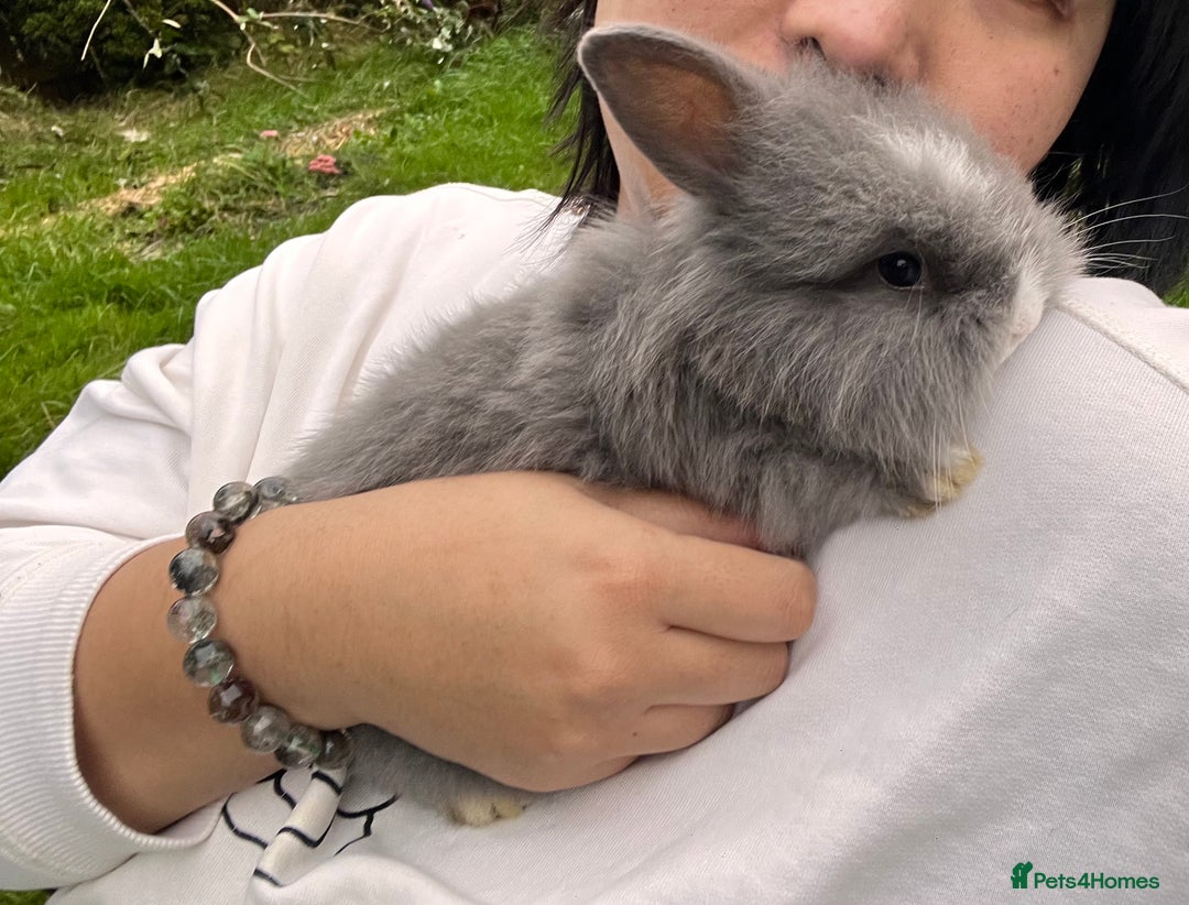 Angora rabbits for sale: Rabbits for adoption - Urgent - Image 5