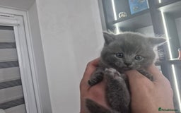 British Shorthair cats for sale: Beautiful British Short hairs kittens for sale - Image 18