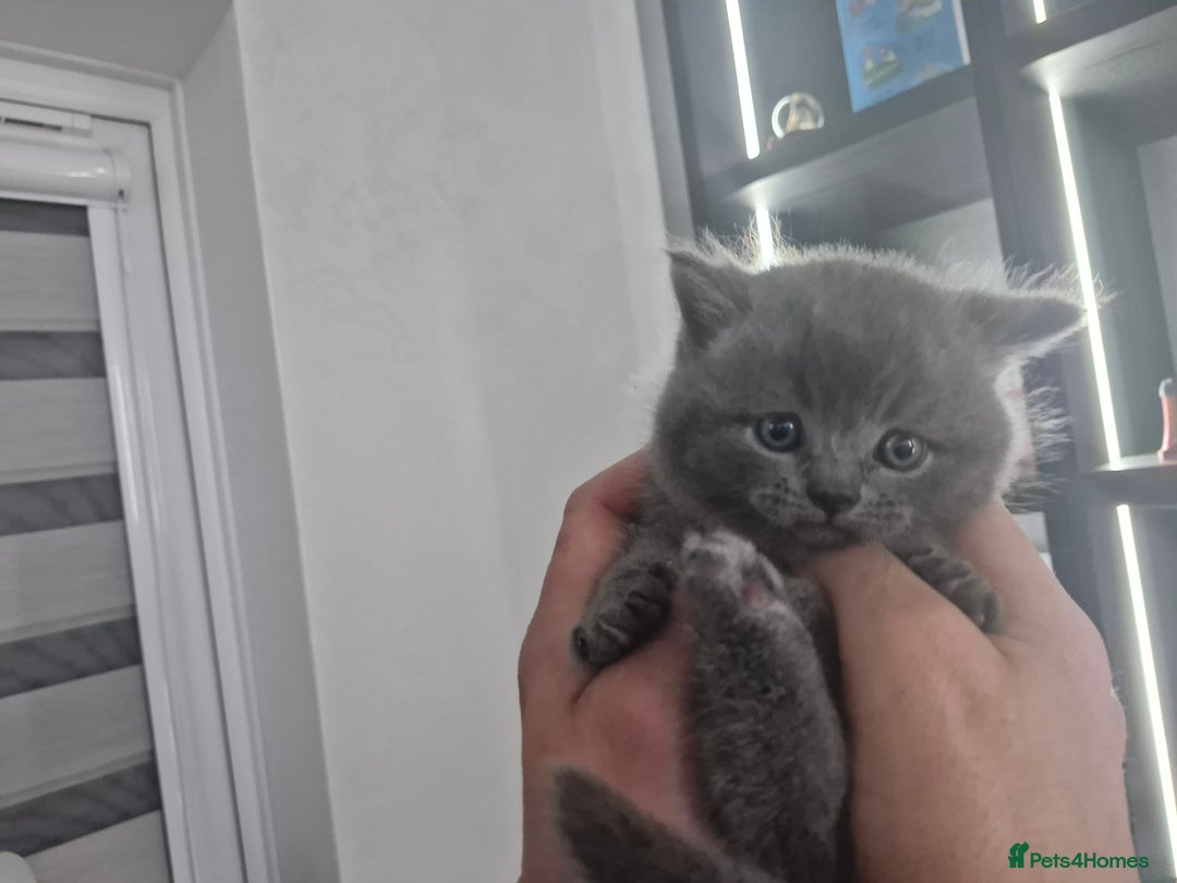 British Shorthair cats for sale: Beautiful British Short hairs kittens for sale - Image 18