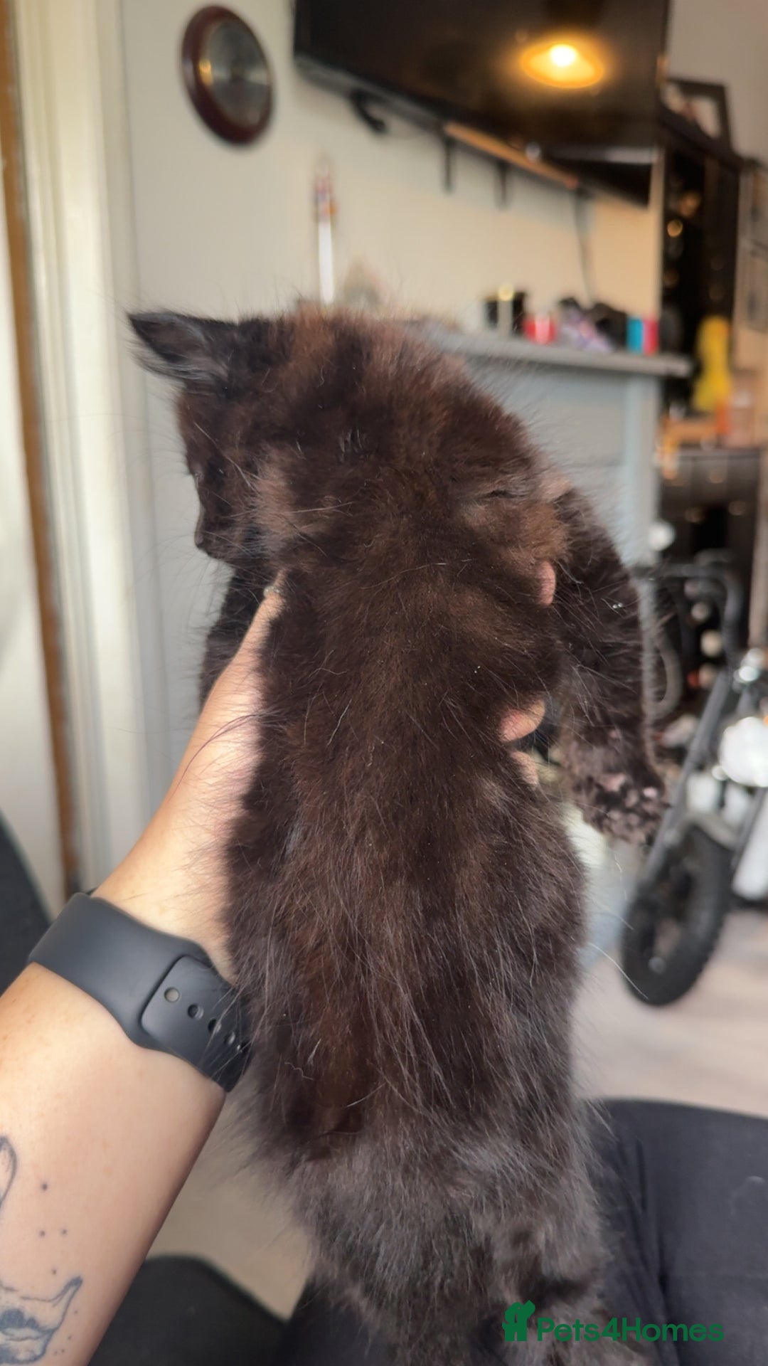 Mixed Breed cats for sale: 3 Kittens for sale  - Image 2