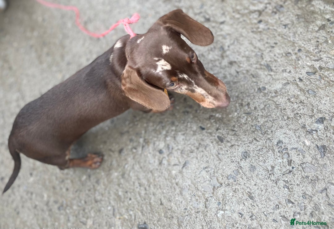 Dachshund dogs for sale: Dapple Boy Dachshund 🐶🐶 - Image 7