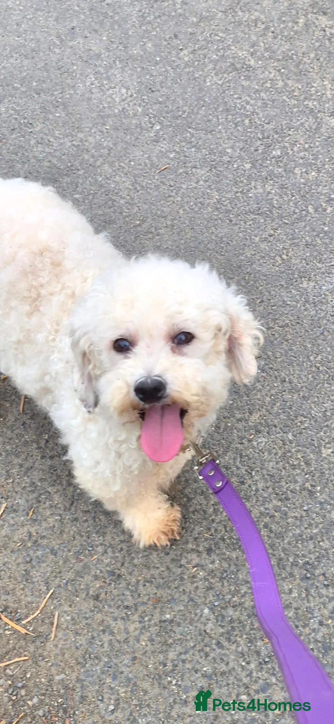 Cavapoochon dogs for sale: Poodle x Bischon x Cavalier in Braintree - Advert 1
