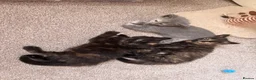 Mixed Breed cats for sale: 3 beautiful female kittens  - Advert 2