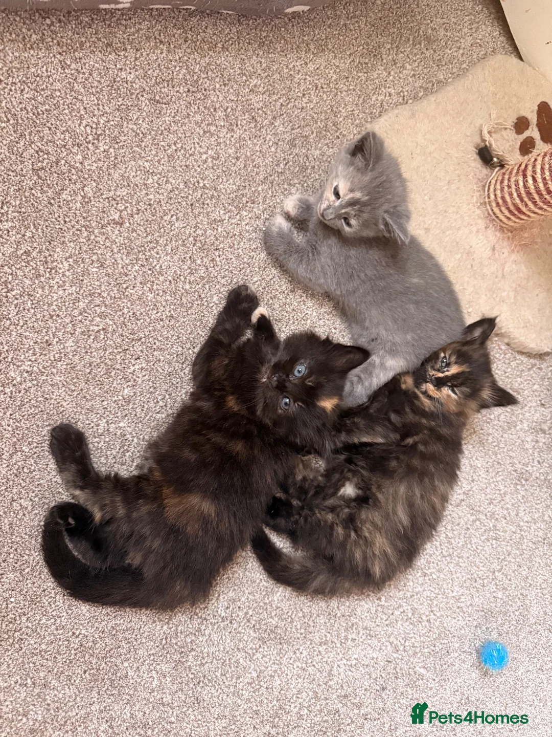 Mixed Breed cats for sale: 3 beautiful female kittens  - Advert 2