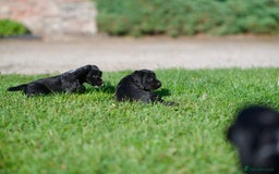 Cocker Spaniel dogs for sale: KC Reg – Fully Health Tested – Working Cocker Pups - Image 14