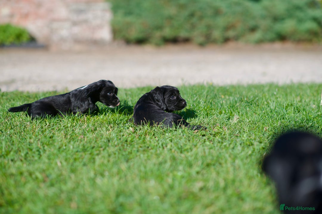 Cocker Spaniel dogs for sale: KC Reg – Fully Health Tested – Working Cocker Pups - Image 14