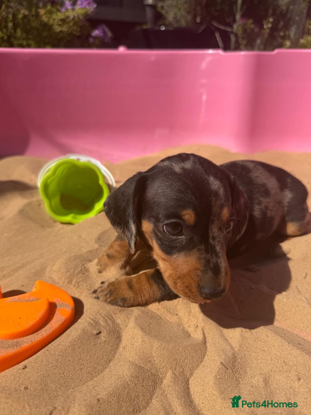 Miniature Dachshund dogs for sale: KC, PRA Clear Miniature Dachshund Puppies - Image 21