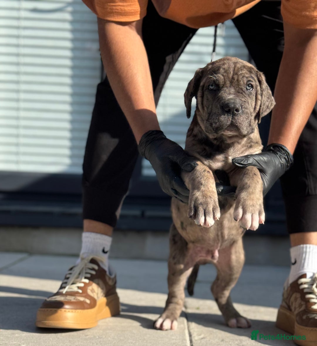 Mixed Breed dogs for sale: Last Four Mastiff pups available  - Image 30