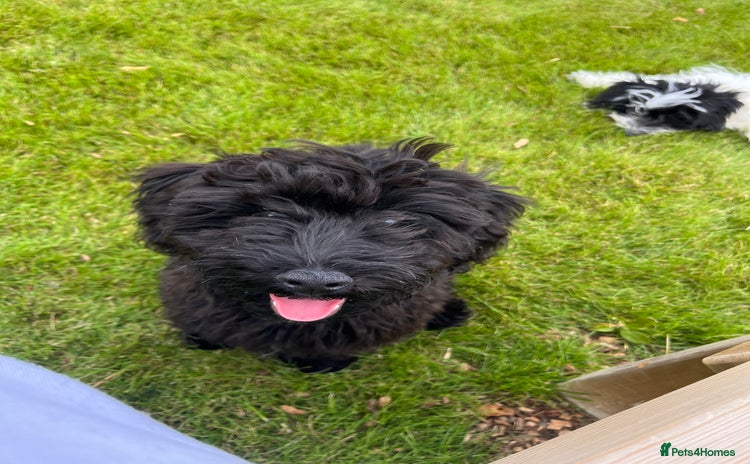 Pomapoo dogs - Advert 1