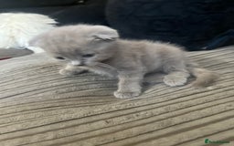 Scottish Fold cats for sale: Scottish fold kittens for sale  - Image 32