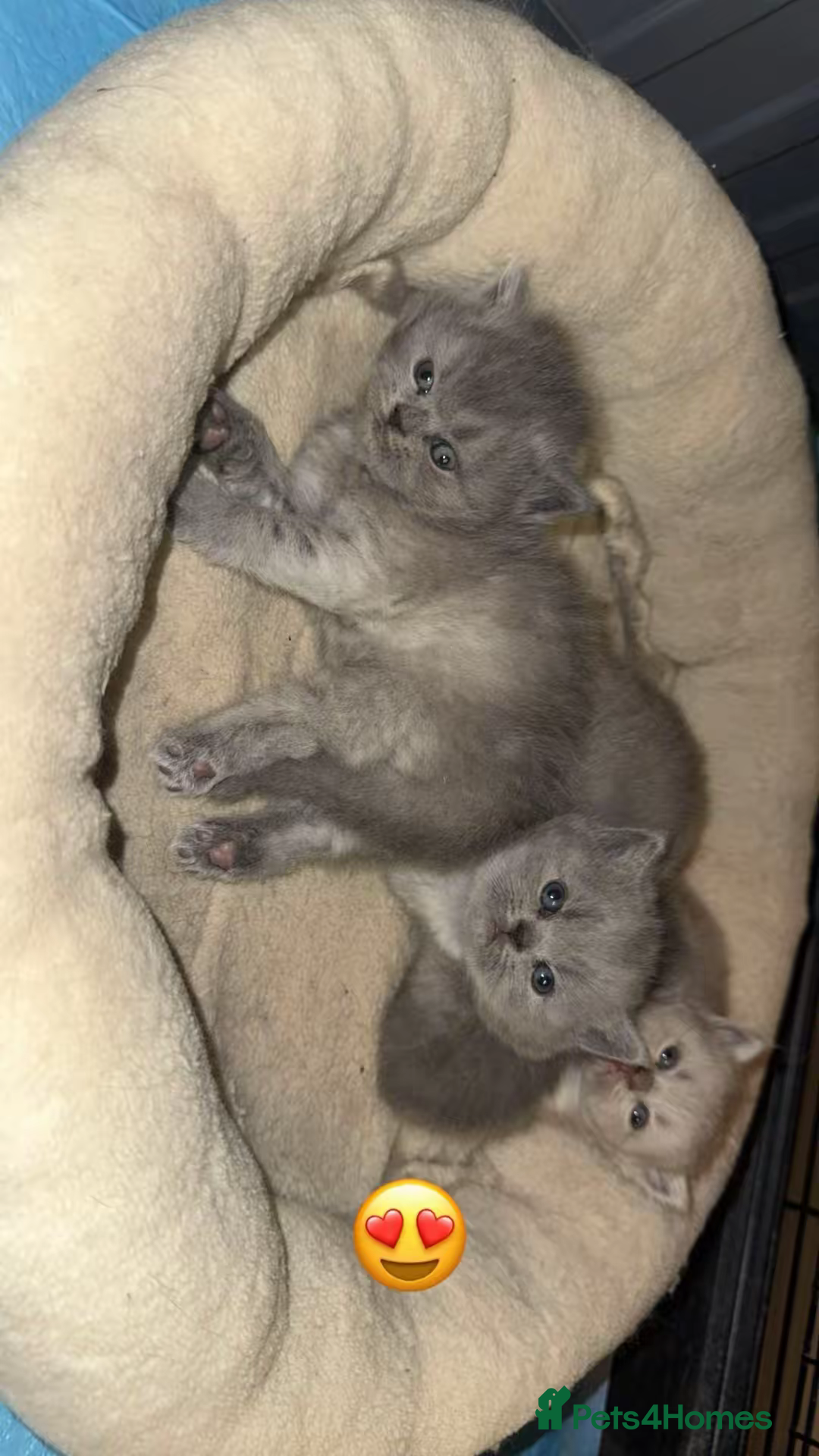 British Shorthair cats for sale: British short hair kittens  - Advert 4