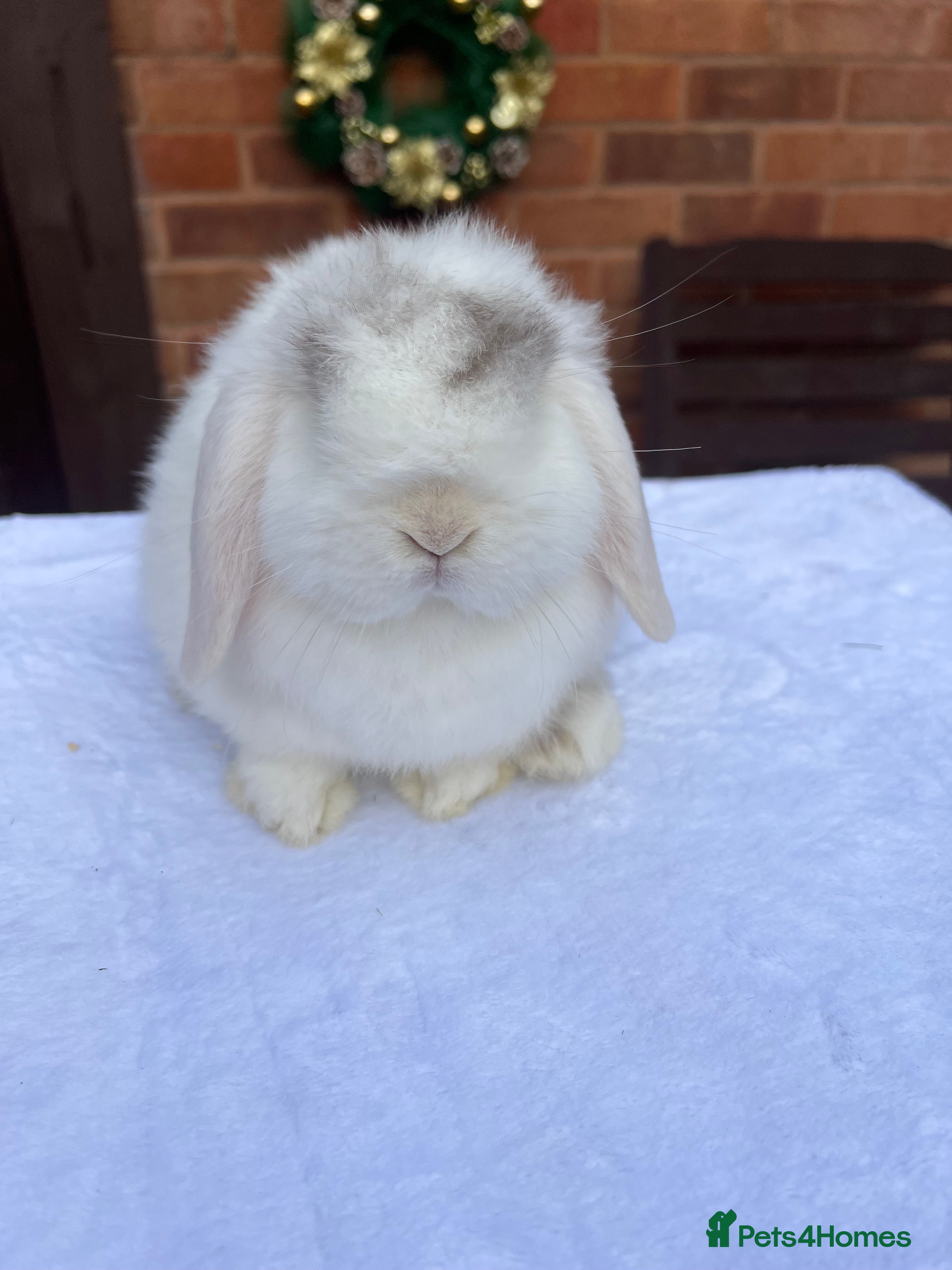 Mini Lop rabbits Gorgeous Mini lop baby Doe 8weeks old - Advert 9
