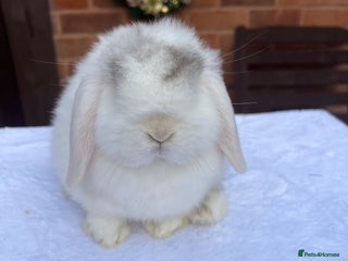 Mini Lop rabbits Gorgeous Mini lop baby Doe 8weeks old - Advert 1