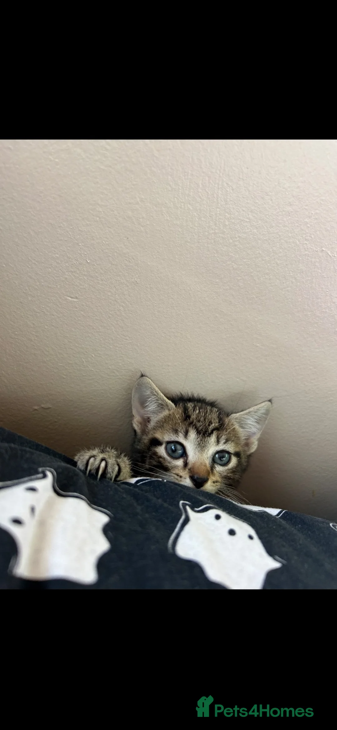 Mixed Breed cats for sale: Tabby boy and white and black girl kittens - Advert 2