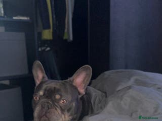 French Bulldog dogs Stud - Advert 2