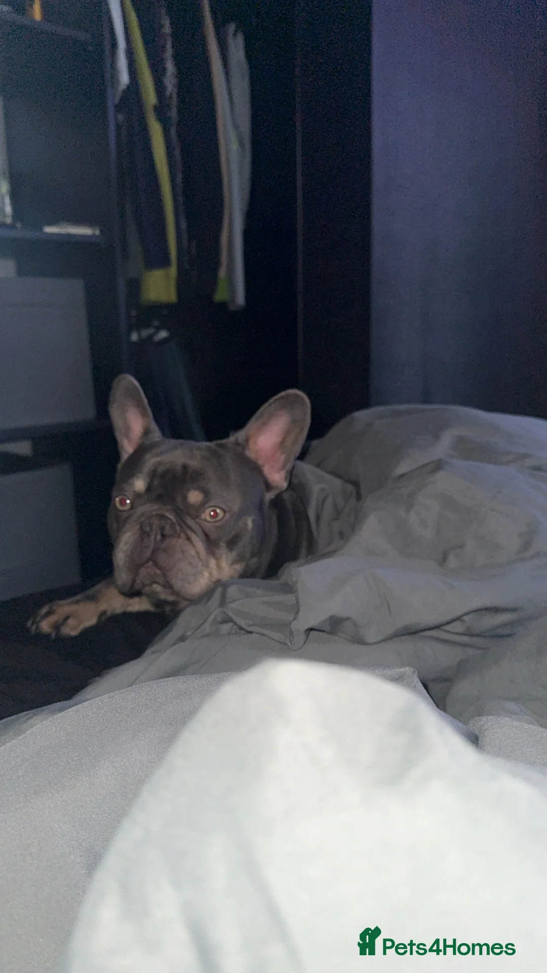 French Bulldog dogs for stud: Stud  - Advert 1