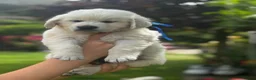 Golden Retriever dogs for sale: KC Cream litter from great health tested parents  - Advert 35