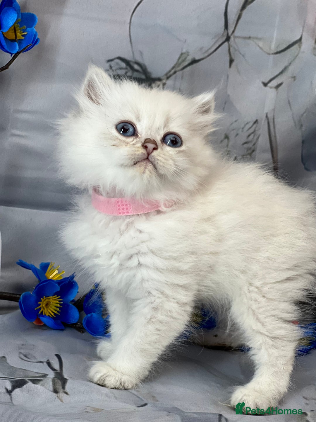 British Shorthair cats for sale: STUNNING TICA BRITISH SHORTHAIR/LONGHAIR KITTENS - Image 10