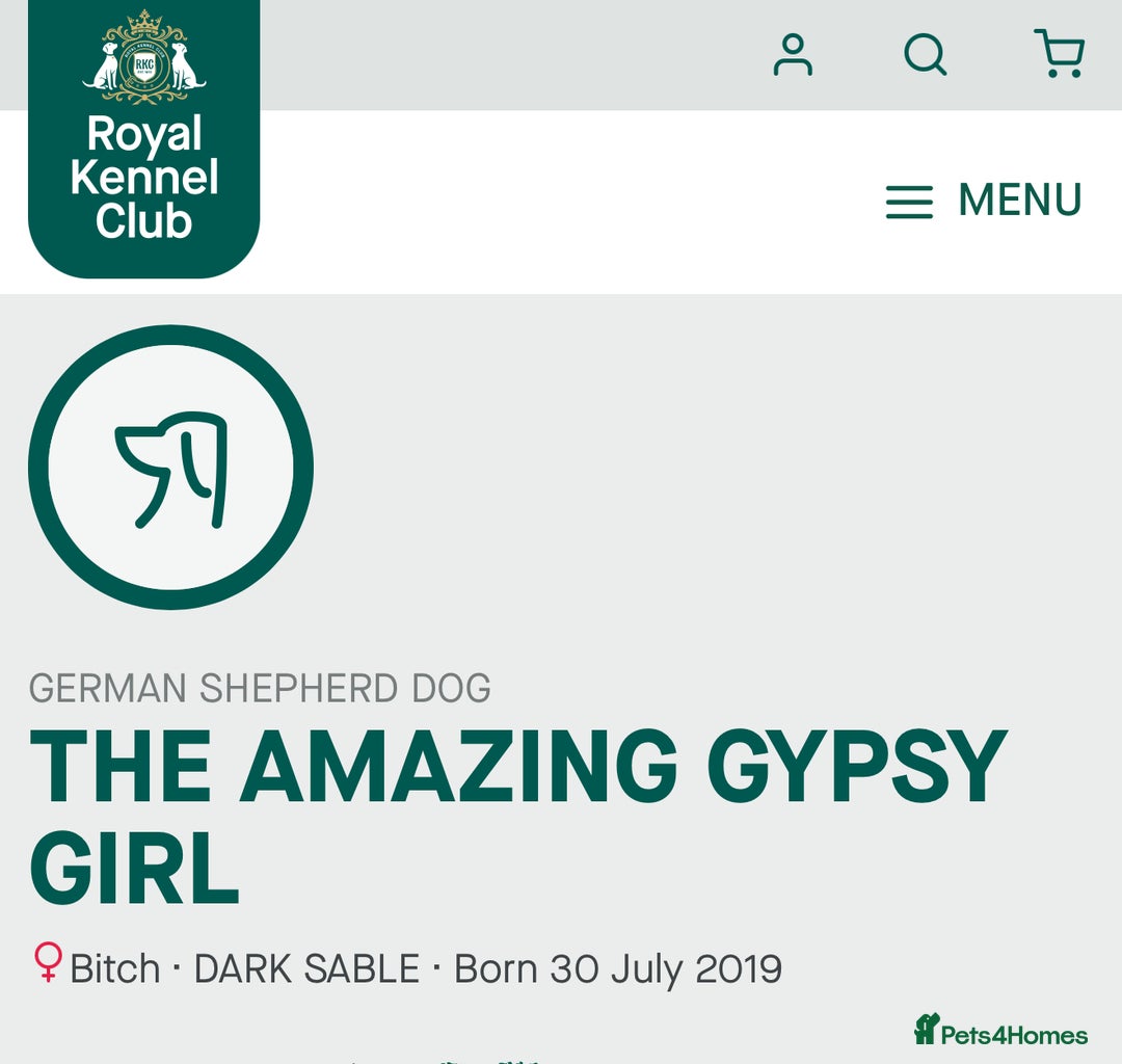 German Shepherd dogs for sale: Pedigree, Czech Line, Straight Back - Advert 2