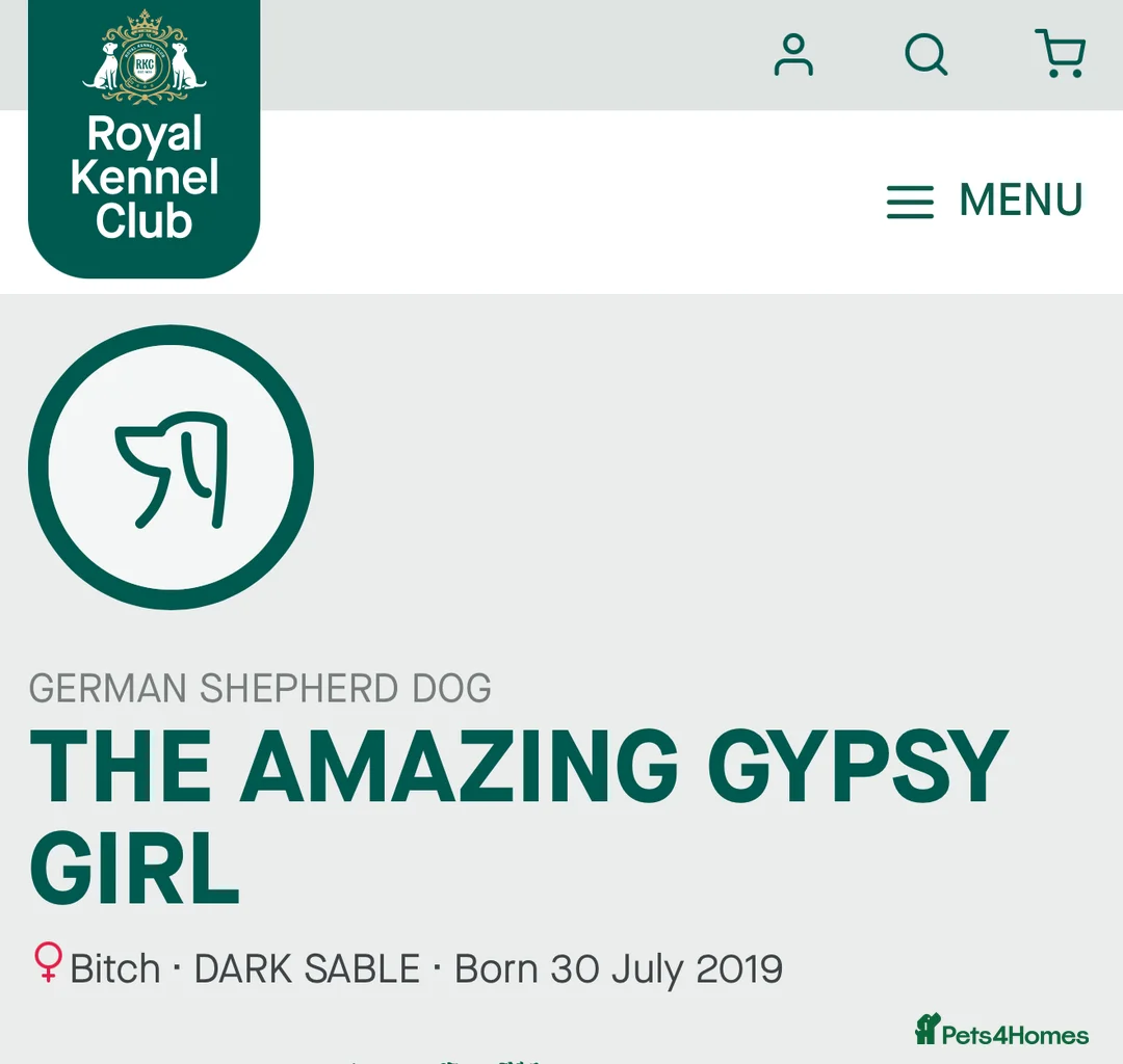 German Shepherd dogs for sale: Pedigree, Czech Line, Straight Back puppies - Advert 9