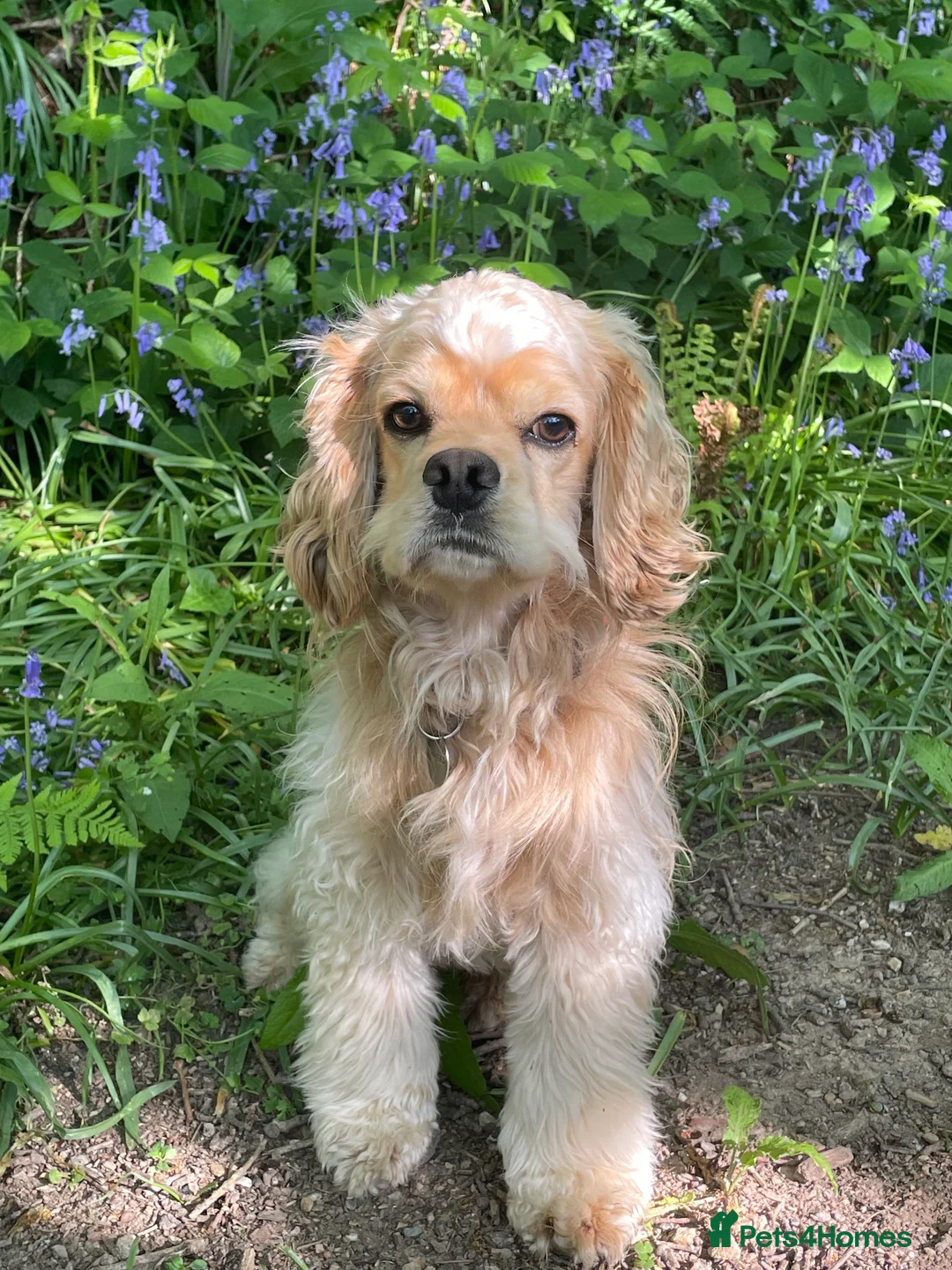 Cockapoo dogs for sale: Looking for a forever happy home.  in Bodmin - Advert 1