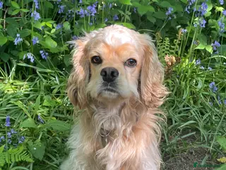 Cockapoo dogs Looking for a forever happy home. in Bodmin - Advert 1