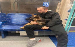 German Shepherd dogs for sale: German shepherd  - Advert 3