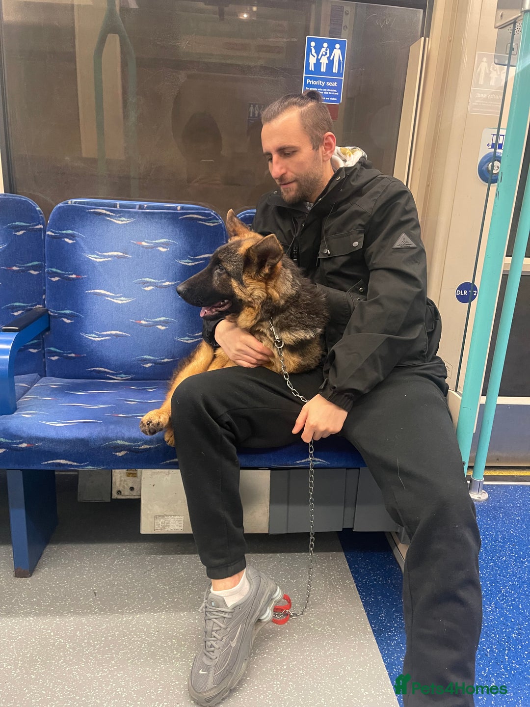 German Shepherd dogs for sale: German shepherd  - Advert 3