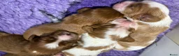 Cavalier King Charles Spaniel dogs for sale: Stunning KC Reg Heart, Eye & CM/SM Screened CKCS - Advert 4