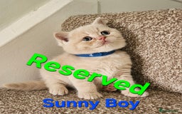 British Shorthair cats for sale: British shorthair kittens , ONLY 1 BOYS LEFT!!! - Image 5