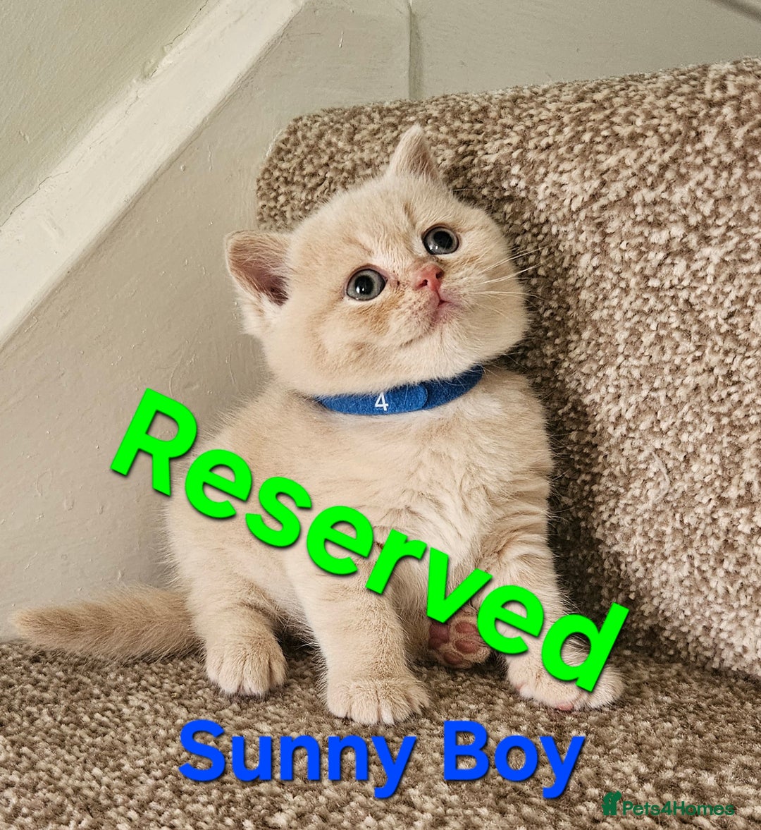 British Shorthair cats for sale: British shorthair kittens , ONLY 1 BOYS LEFT!!! - Image 5