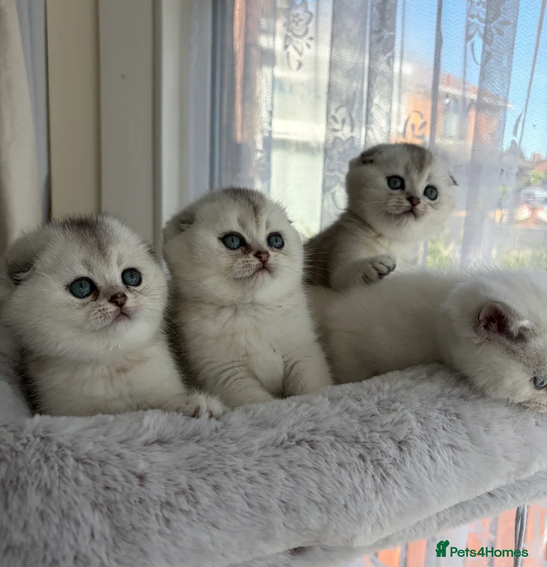 Scottish Fold cats for sale: Adorable Scottish Fold Kitten - Advert 1