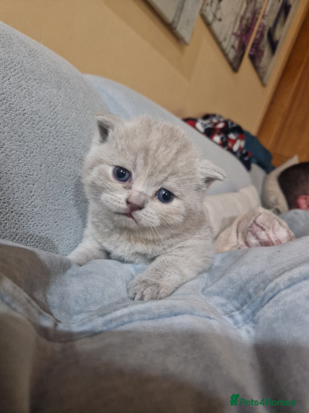 Scottish Fold cats for sale: Scottish fold, straight girls, boys, lilac blue  - Advert 23