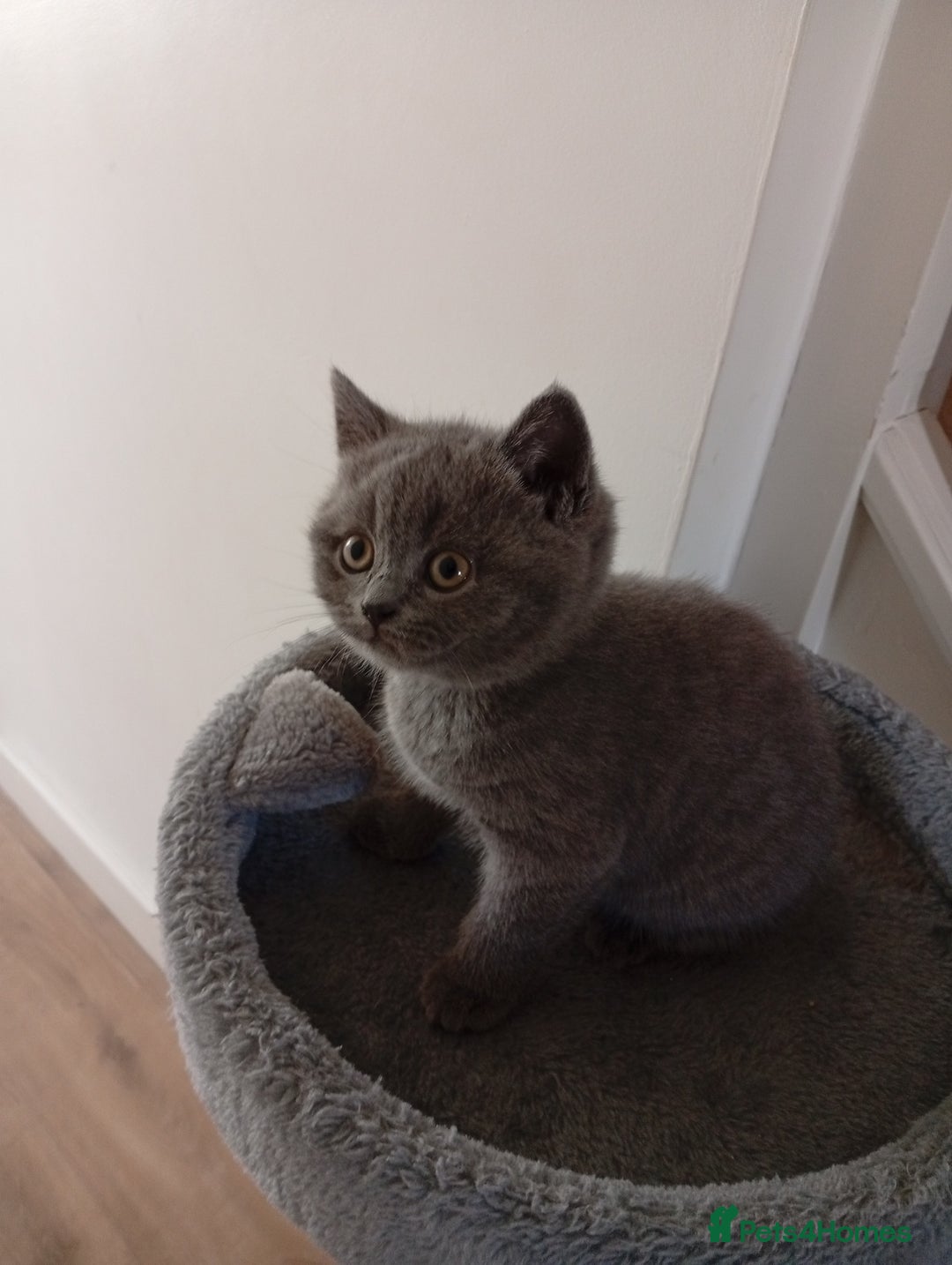 British Shorthair cats for sale: British shorthair - Image 7