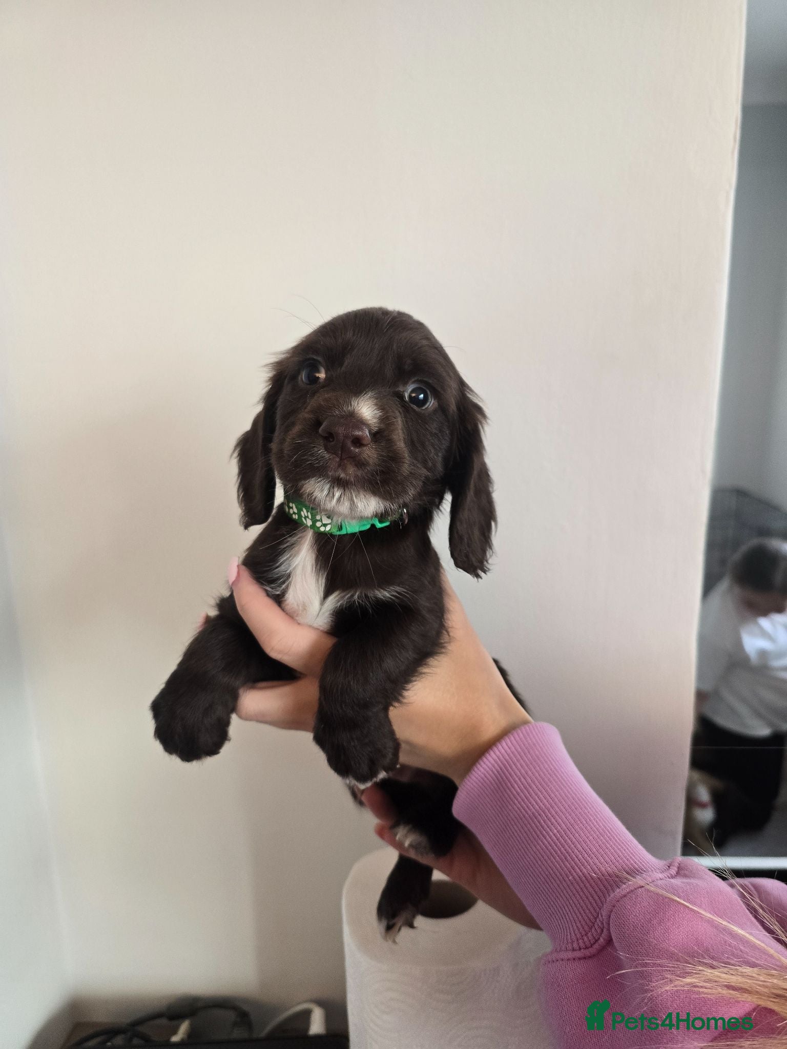 Cocker Spaniel dogs Stunning cocker spaniel puppies  - Advert 2