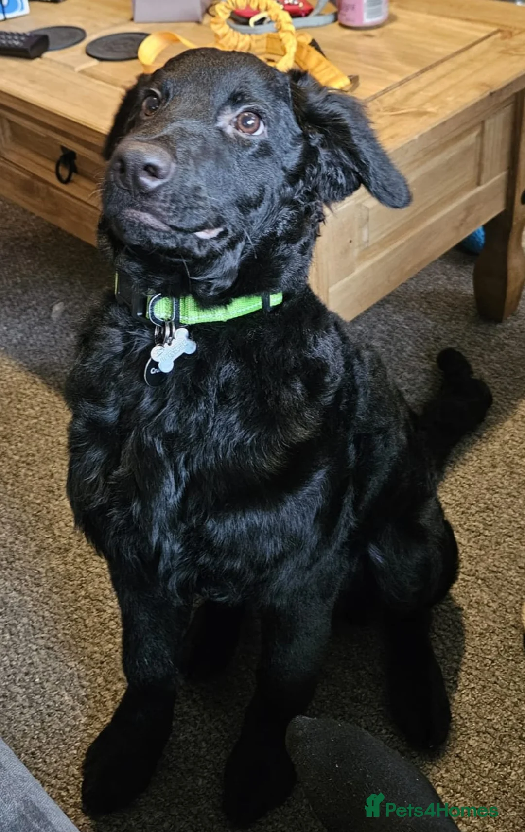 Mixed Breed dogs for sale: 9 Months Curly Coated Retriever X German Shepherd in Mansfield - Advert 2