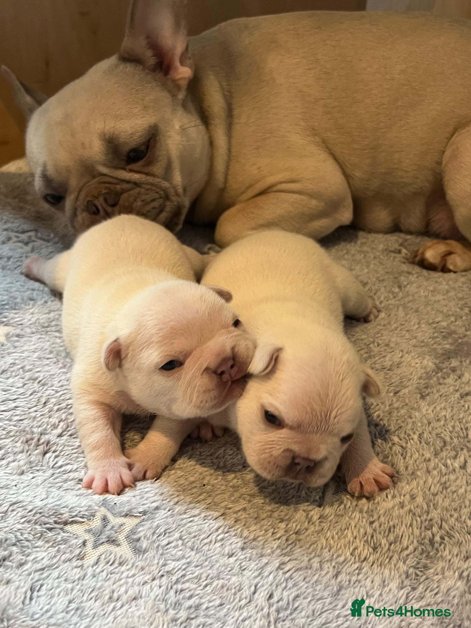 French Bulldog dogs KC Frenchies, platinum/blue sable  - Advert 2