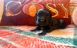 Cocker Spaniel dogs for sale: Beautiful Show Type Cocker Spaniel Puppies - Image 11